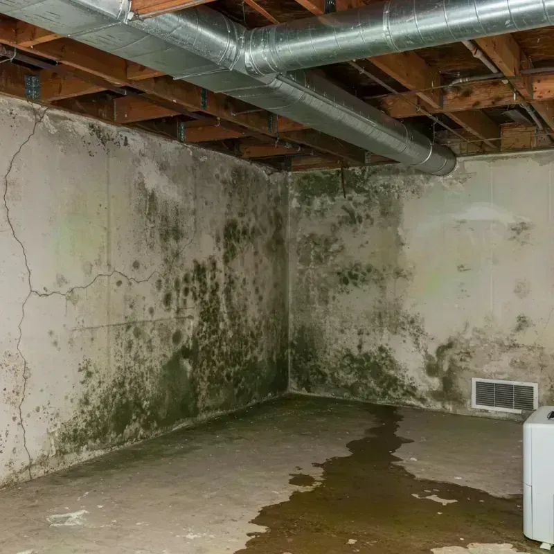 Professional Mold Removal in City of Saint Louis, MO